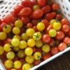 トマトの完全無農薬無肥料ビオトープ水耕栽培