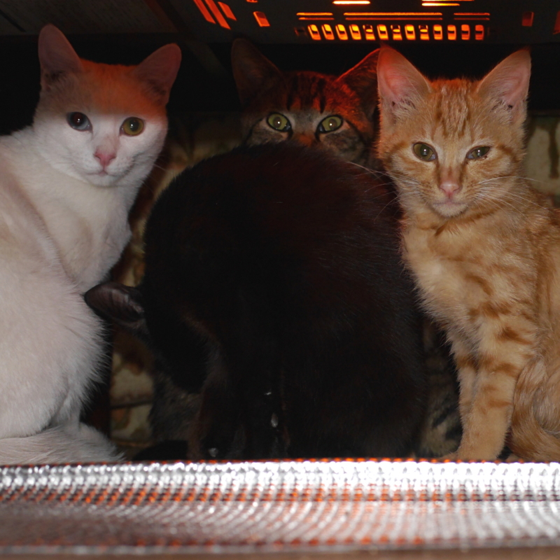 猫と こたつと 思い出みかん がバク売れらしいよ エタジマニア